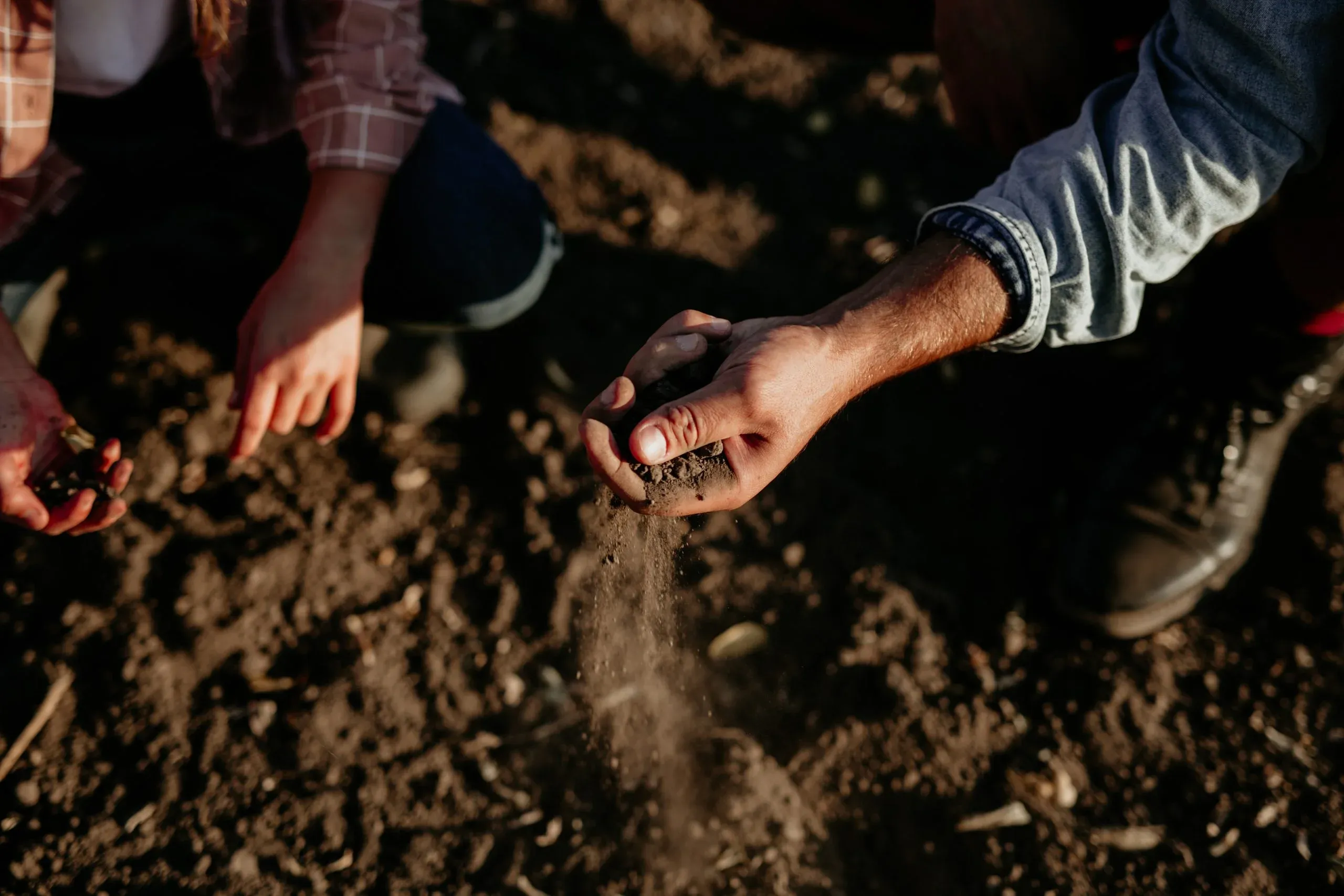 Hands sifting rich garden soil through the fingers