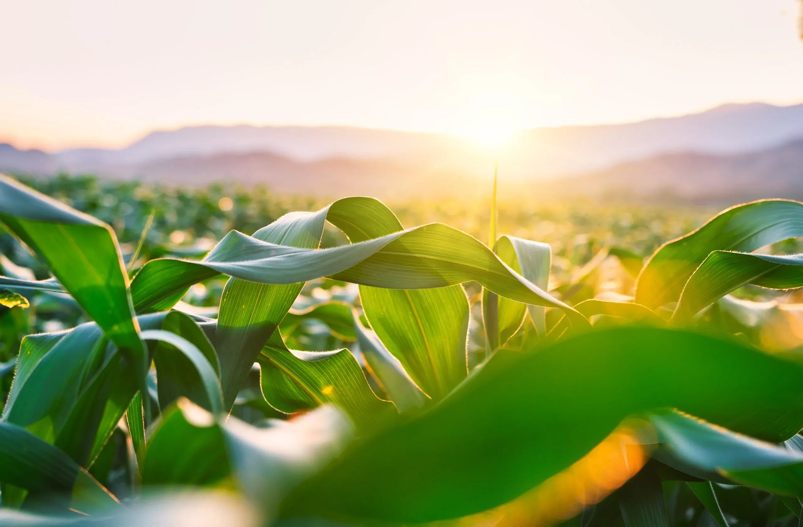 Young corn plants in a field at sunrise