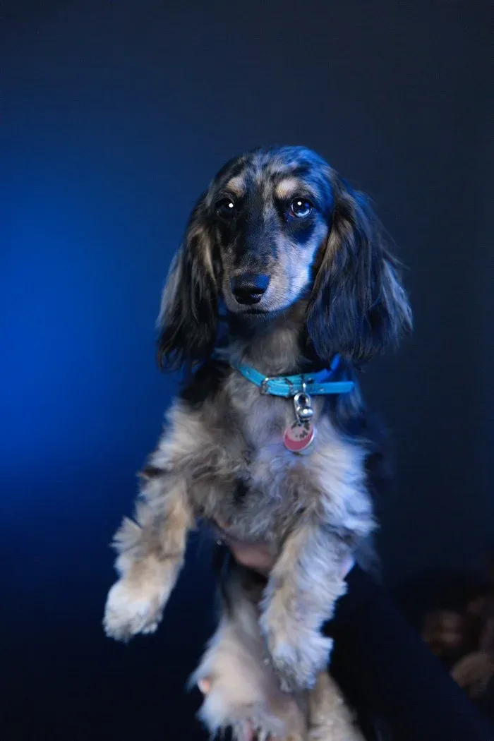 Mezzy, a CAYK barketing intern