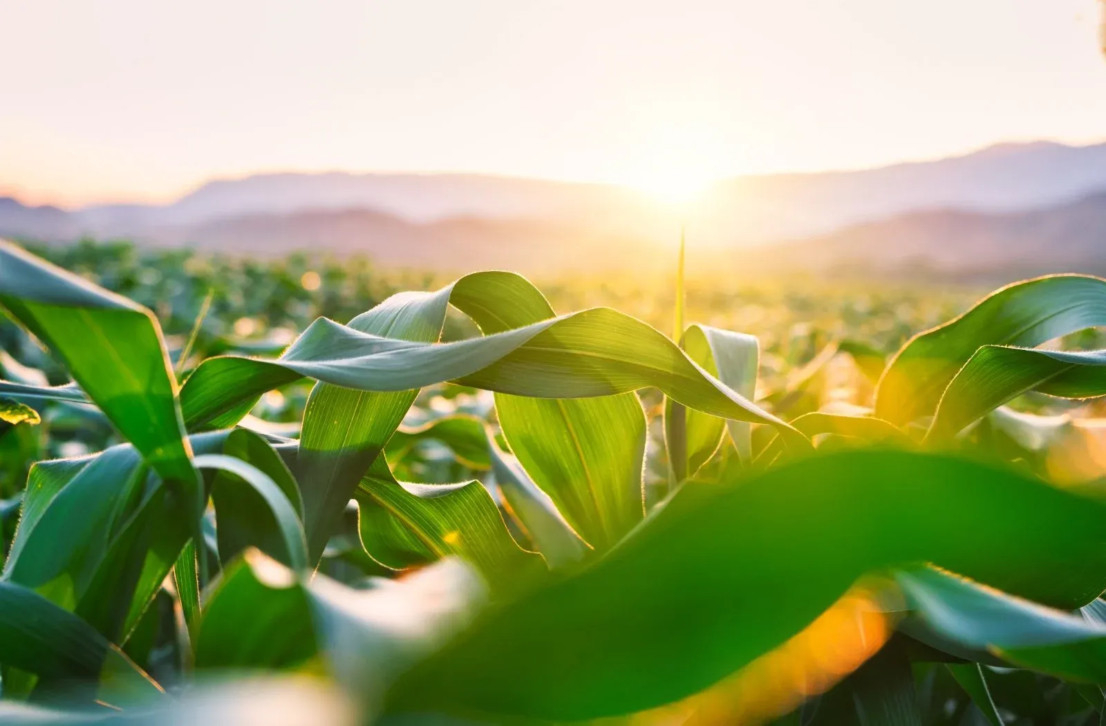 Young corn plants in a field at sunrise